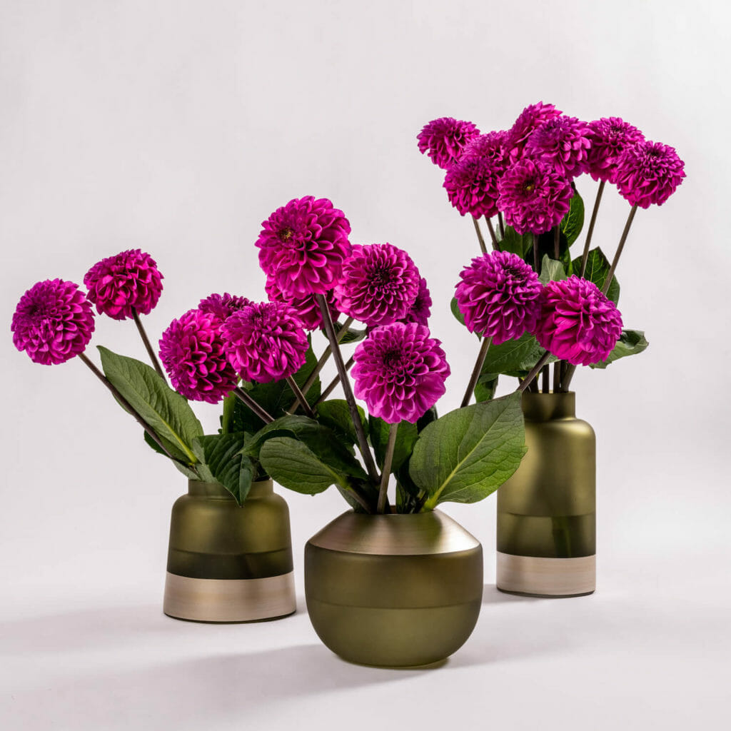 Flowers That Are Toxic To Cats Bloom