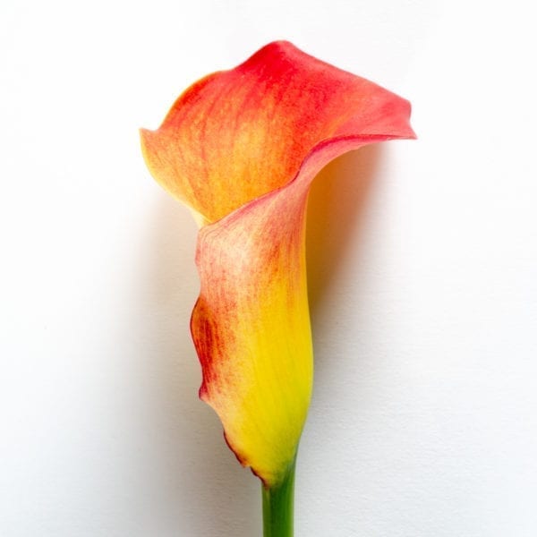 Orange Marmalade Calla Lily Bloom