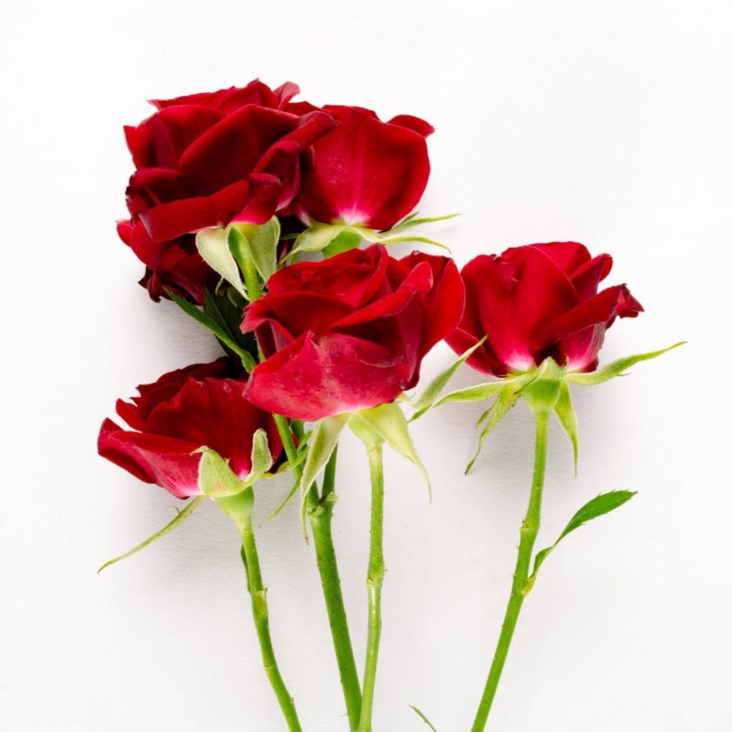 Merlot Red Spray Rose Bloom