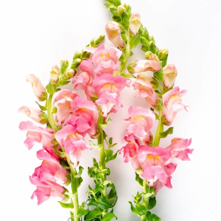 Coral Snapdragon - Bloom