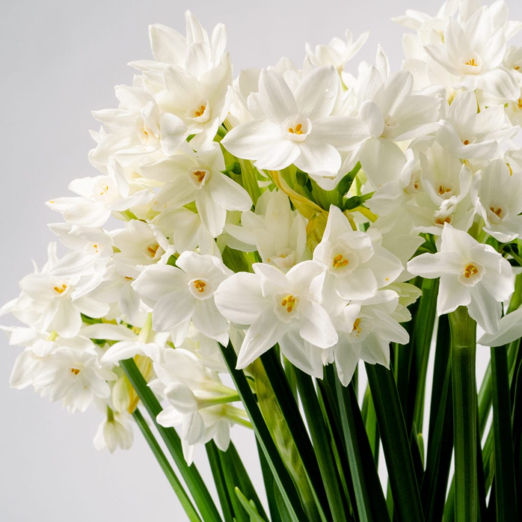 Silk White Paperwhites Sustainable Fresh Flower Delivery Bloom