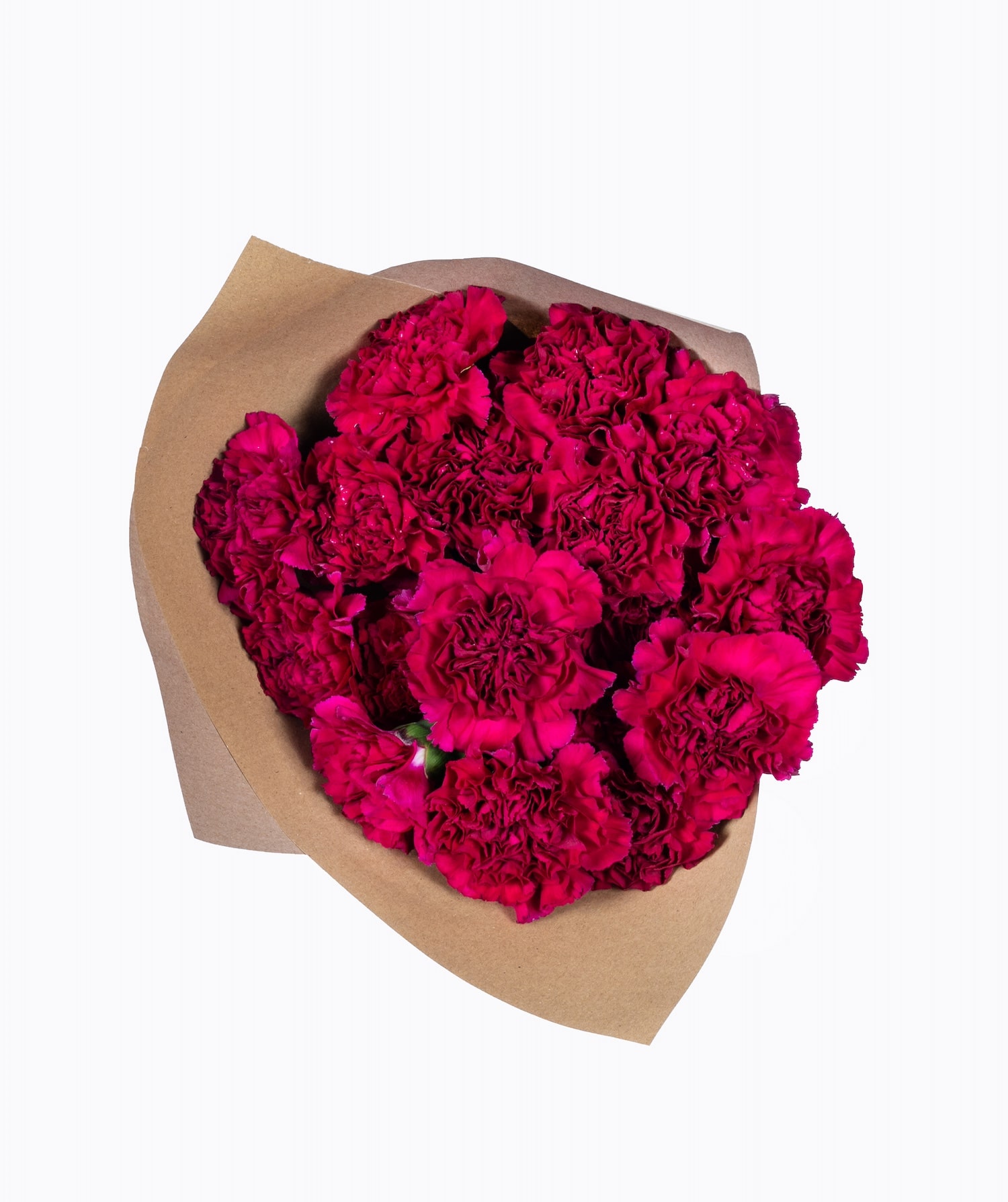 Hot Pink Carnations Flower Delivery UK Flower Delivery Bloom